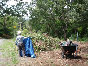 Volunteer stacking up Blackberry